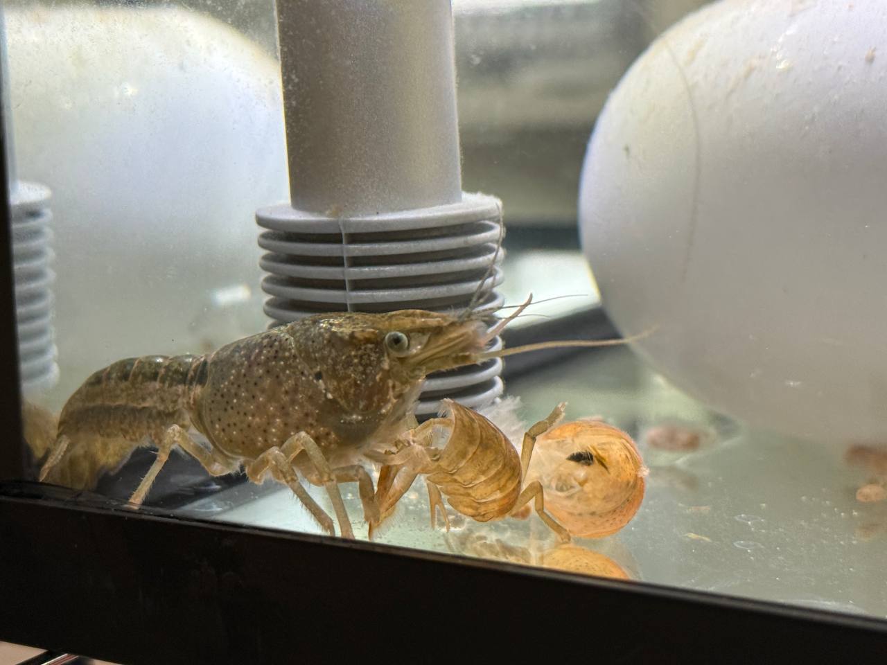 Shelldon ghost shell