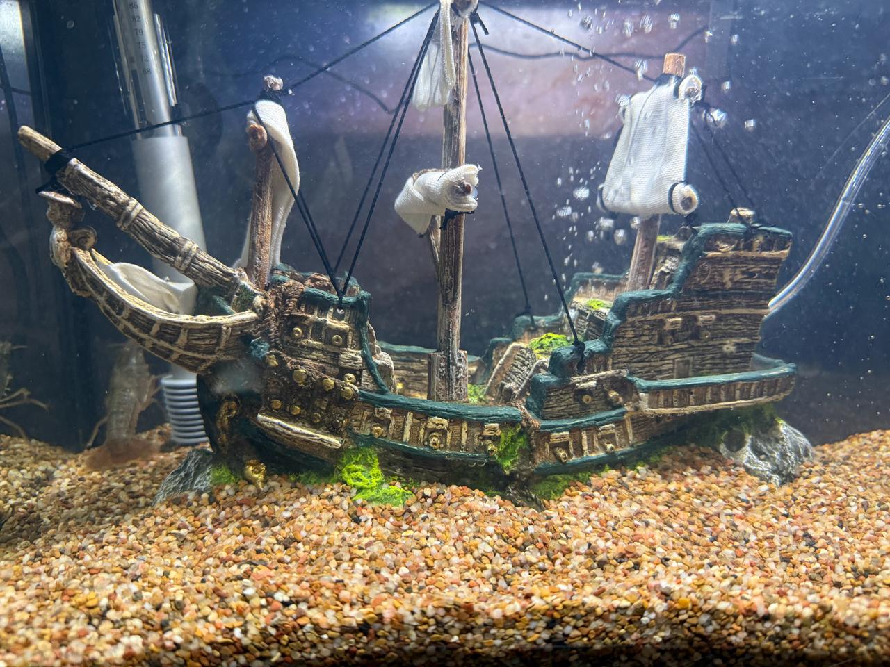 Pirate ship bubbler in Shelldon tank